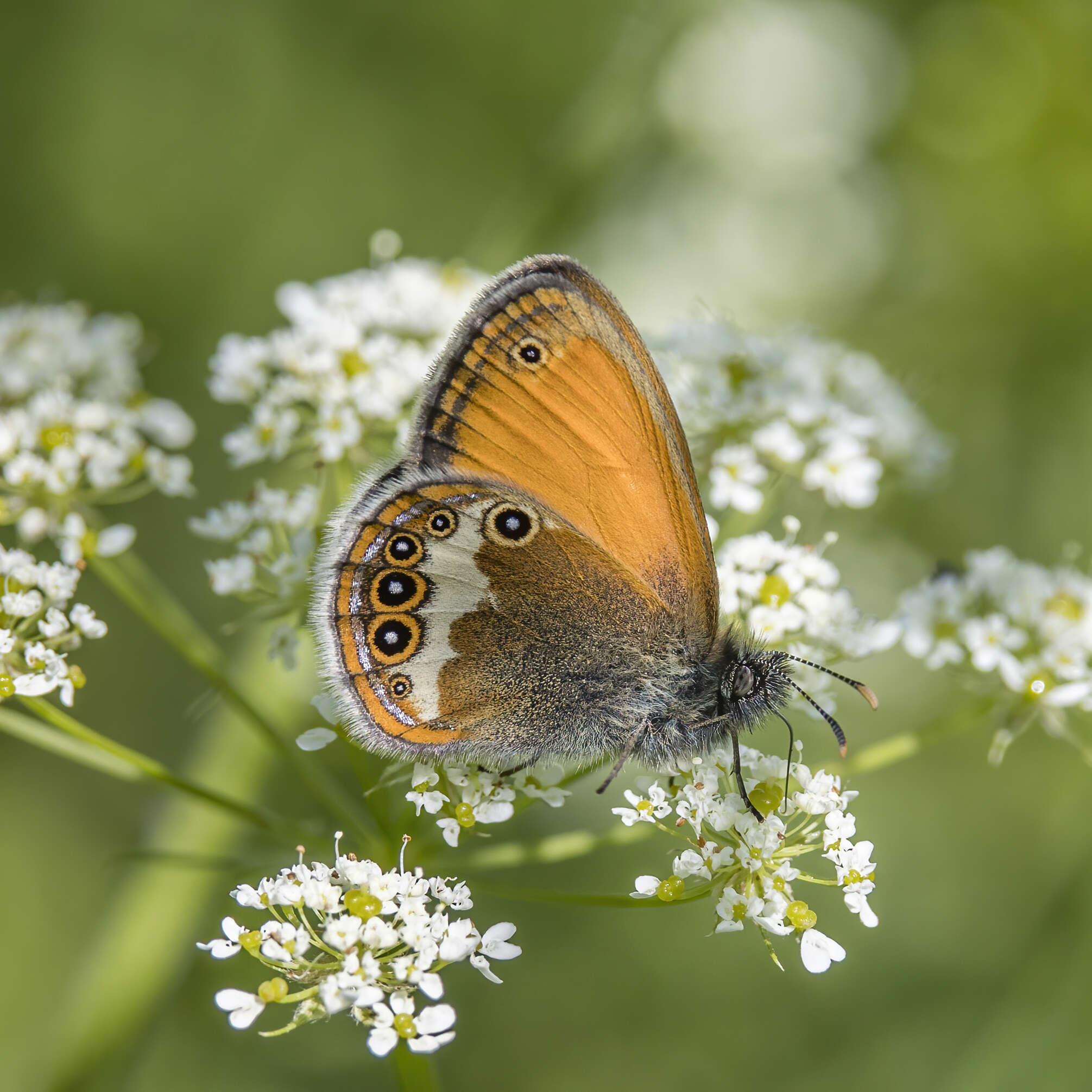 Coenonympha arcania Linnaeus 1761的圖片