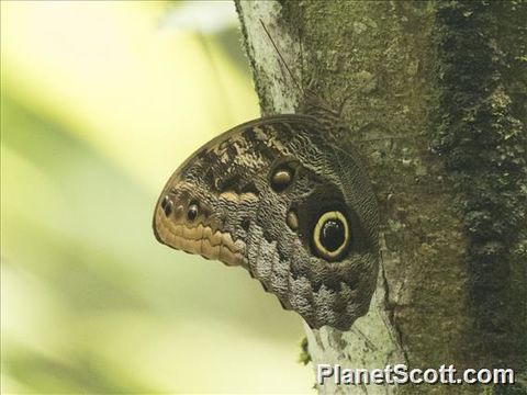 Image of Owl Butterfly