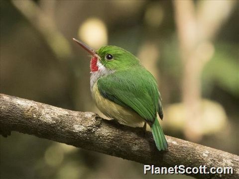 Image of Puerto Rican Tody