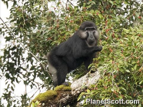 Image of Tonkean macaque