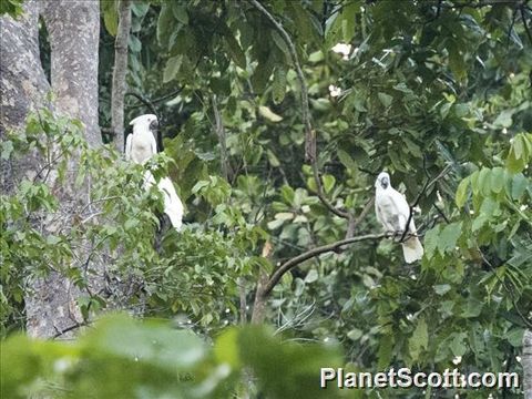 Image of White cockatoo