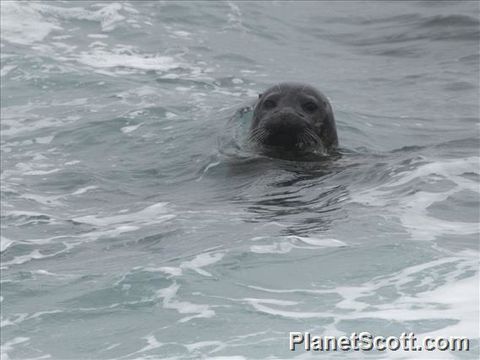Image of grey seal