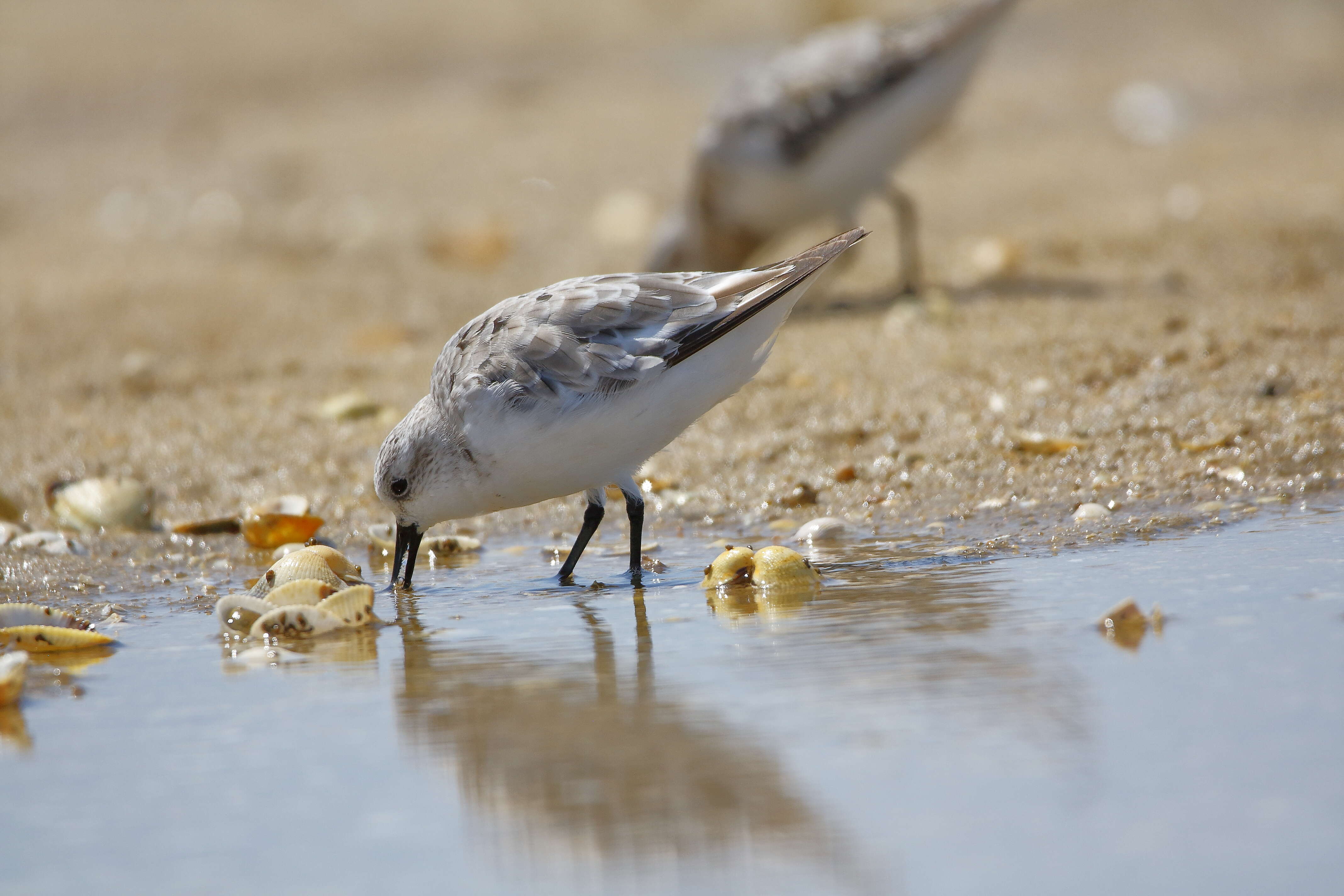 Plancia ëd Calidris minuta (Leisler 1812)