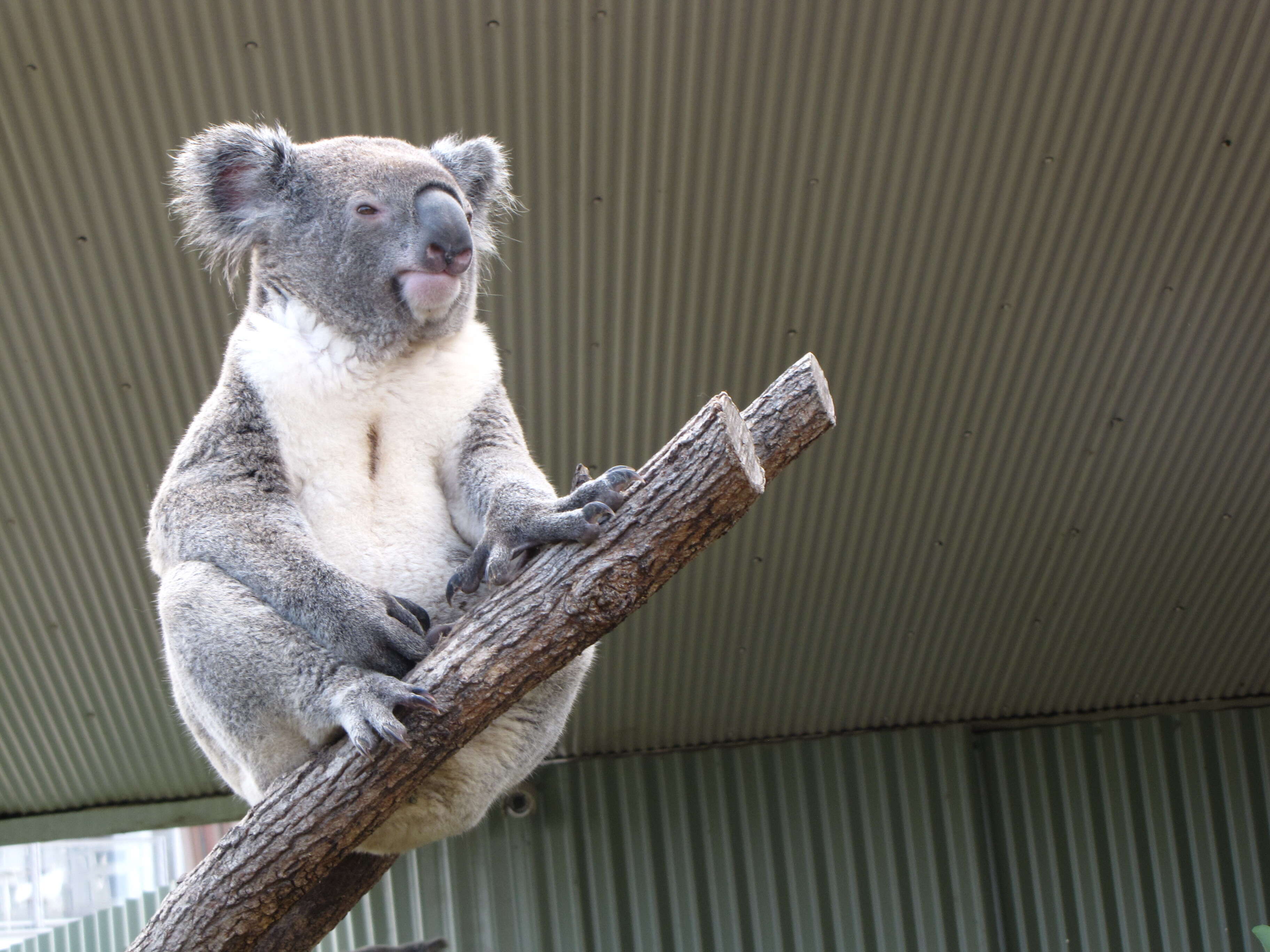 Image of koalas