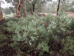 Image of Hakea loranthifolia Meissn.