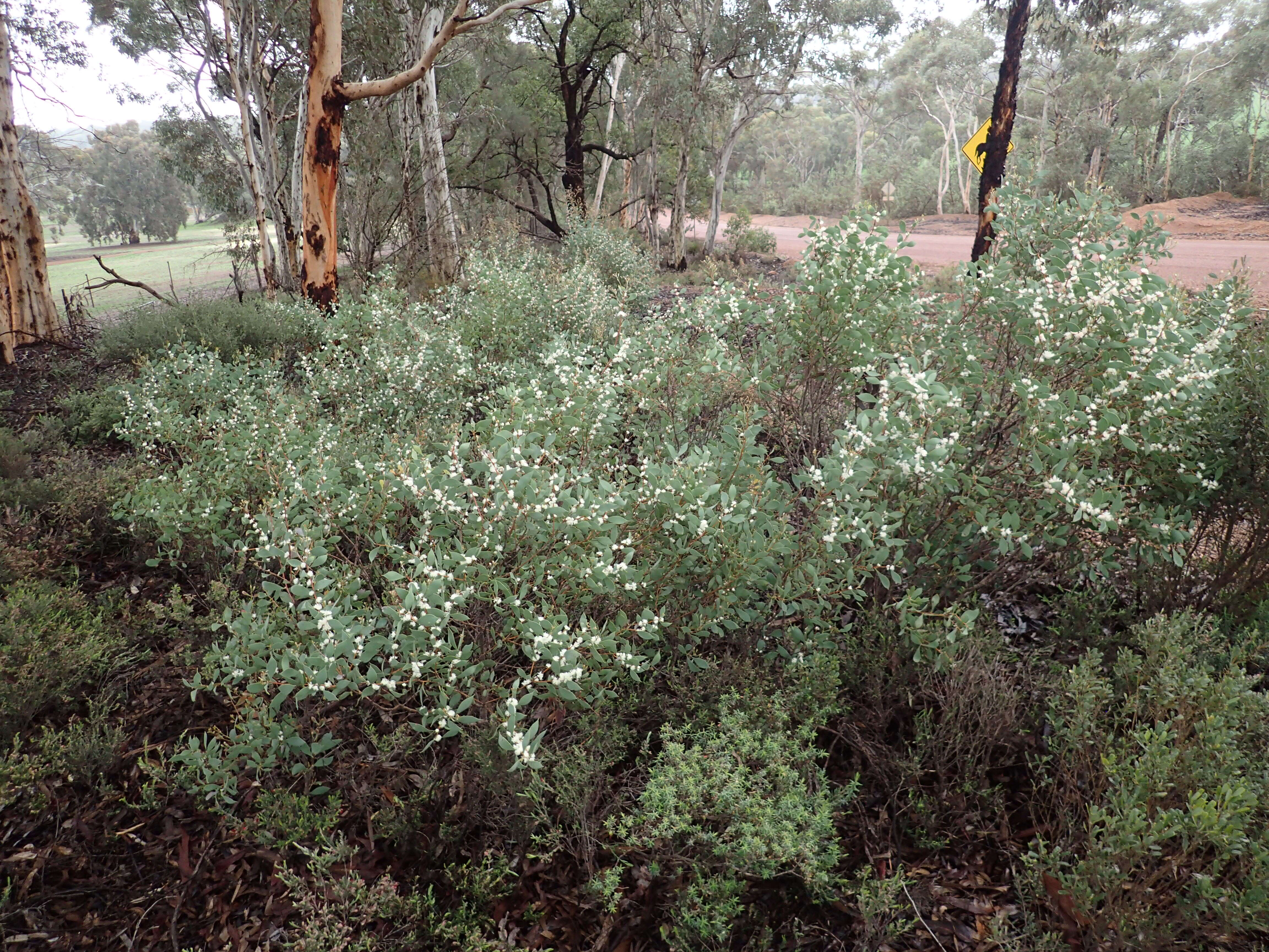 Image of Hakea loranthifolia Meissn.