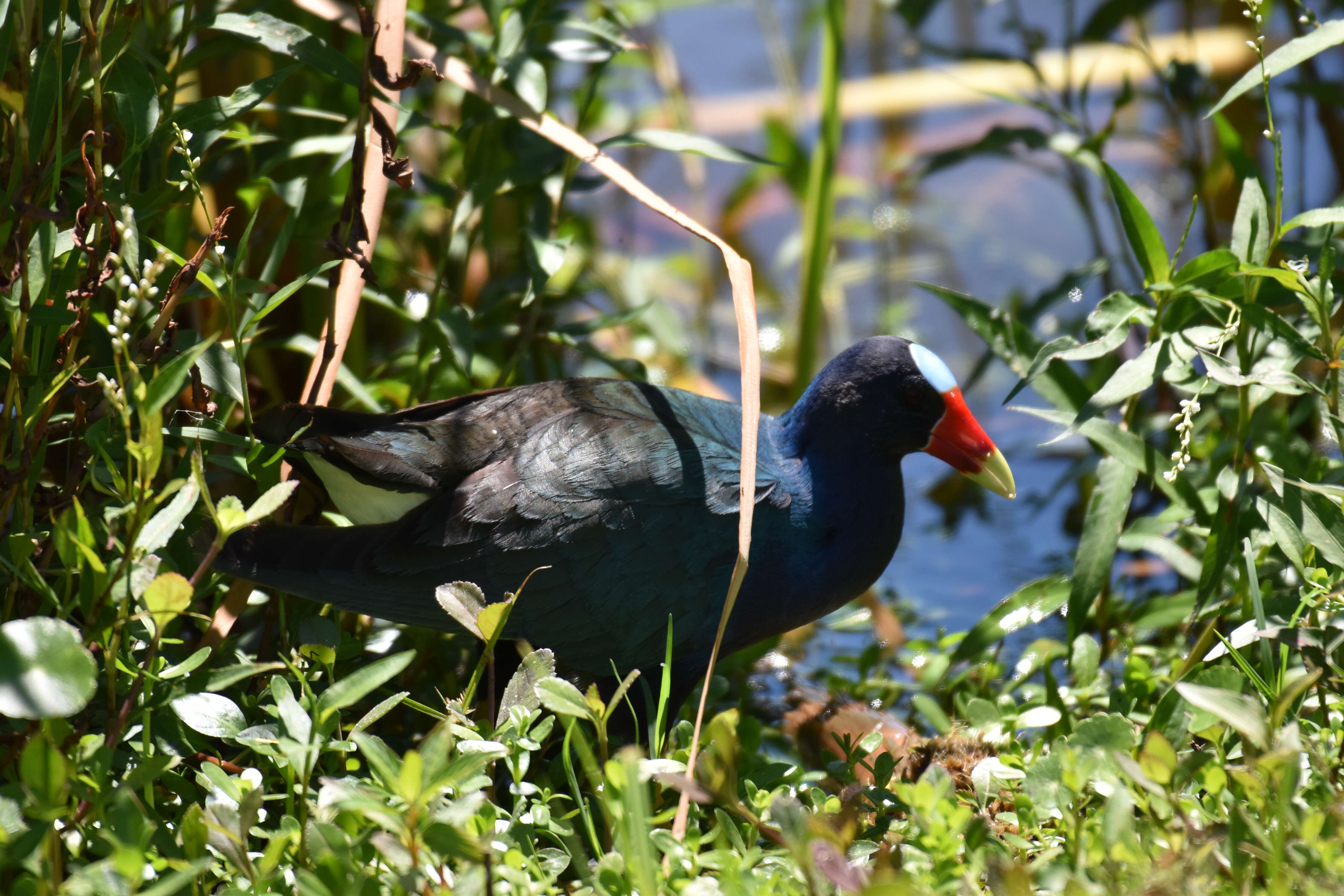 Image of American Purple Gallinule