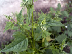 Image de Chenopodiastrum hybridum (L.) S. Fuentes, Uotila & Borsch