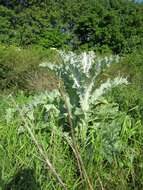 Image of Cotton Thistle