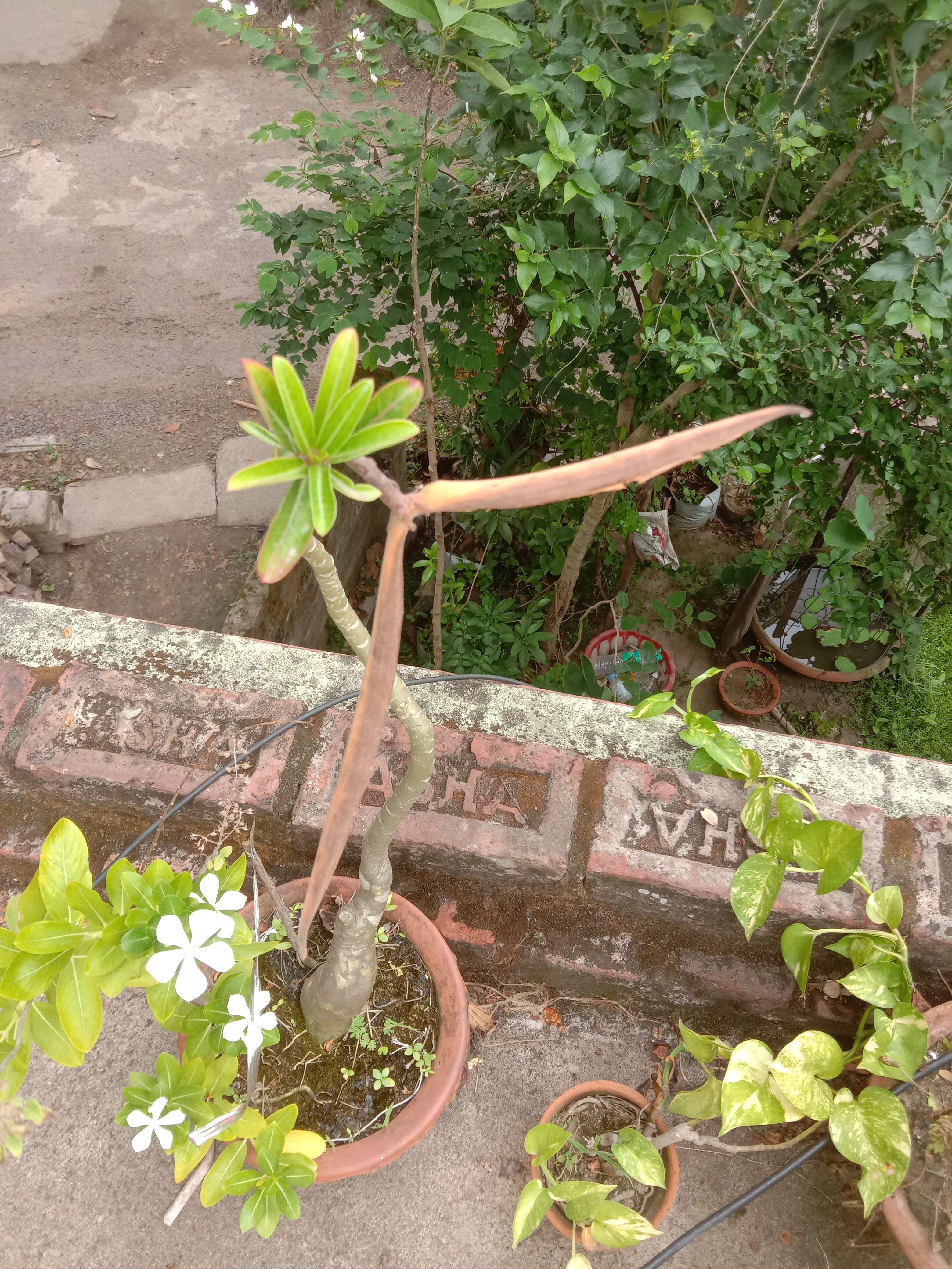 Image de Adenium obesum (Forsk.) Roem. & Schult.