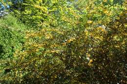 Image of Warted Barberry