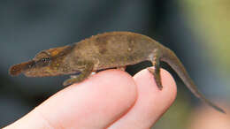 Image of Boettger's Chameleon