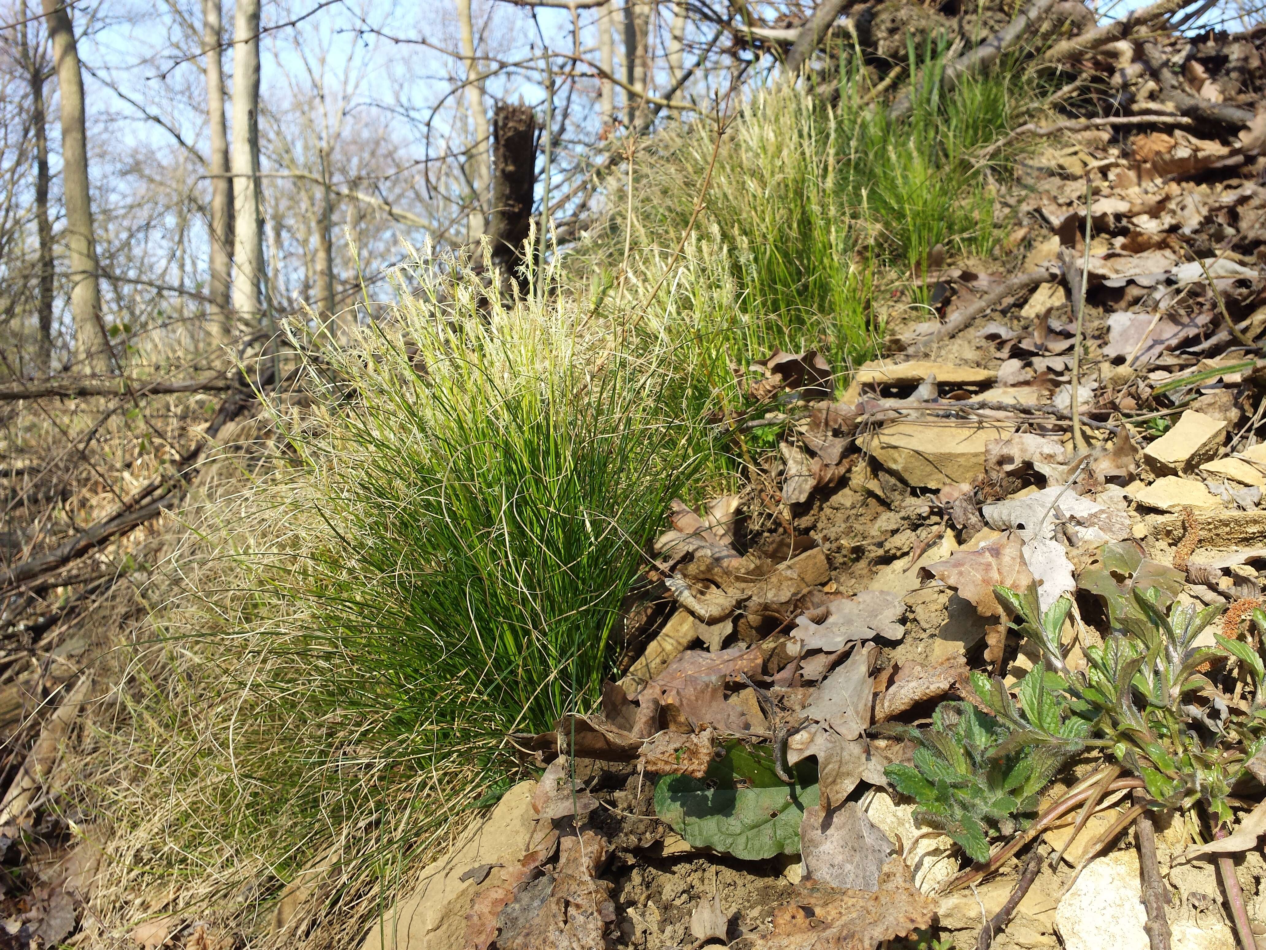 Image de Carex alba Scop.