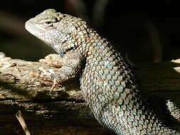 Image of Clark's spiny lizard