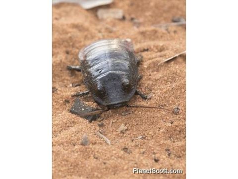 Image of Madagascar Hissing Cockroach
