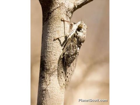 Image of Chremistica Cicada