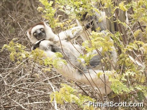 Image of Verreaux's Sifaka