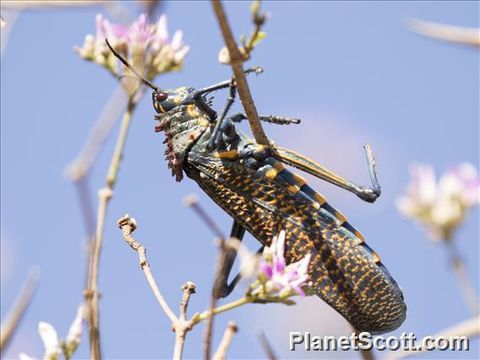 Image of Rainbow Milkweed Locust