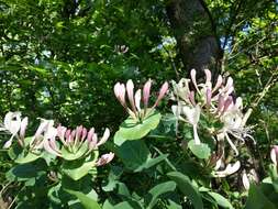 Image of Italian Honeysuckle