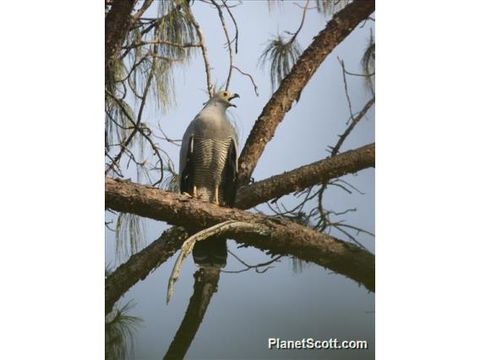 Image of Madagascar harrier hawk