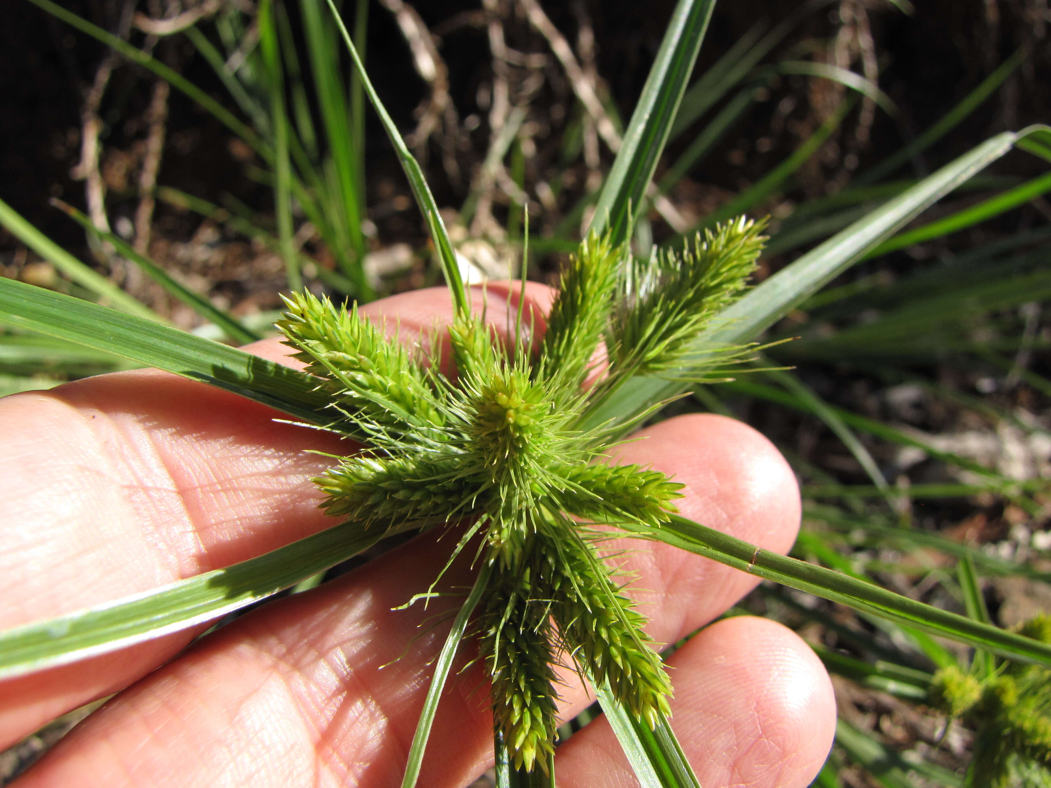 Слика од Cyperus aggregatus (Willd.) Endl.