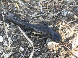 Plancia ëd Ambystoma mavortium Baird 1850