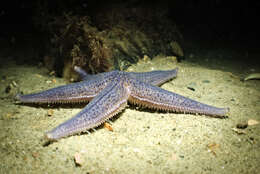 Image of Common sea star