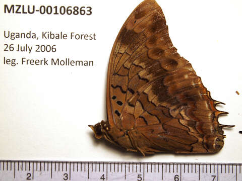 Image of Demon Charaxes