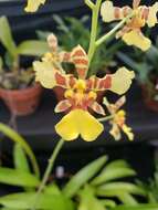 Image of Oncidium baueri Lindl.