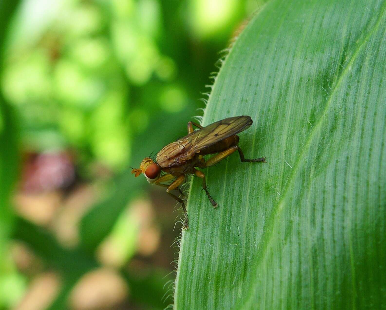 Image de Sciomyzidae