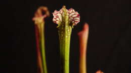 Image of crimson pitcherplant