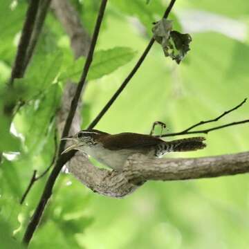 Image of Rufous-and-white Wren