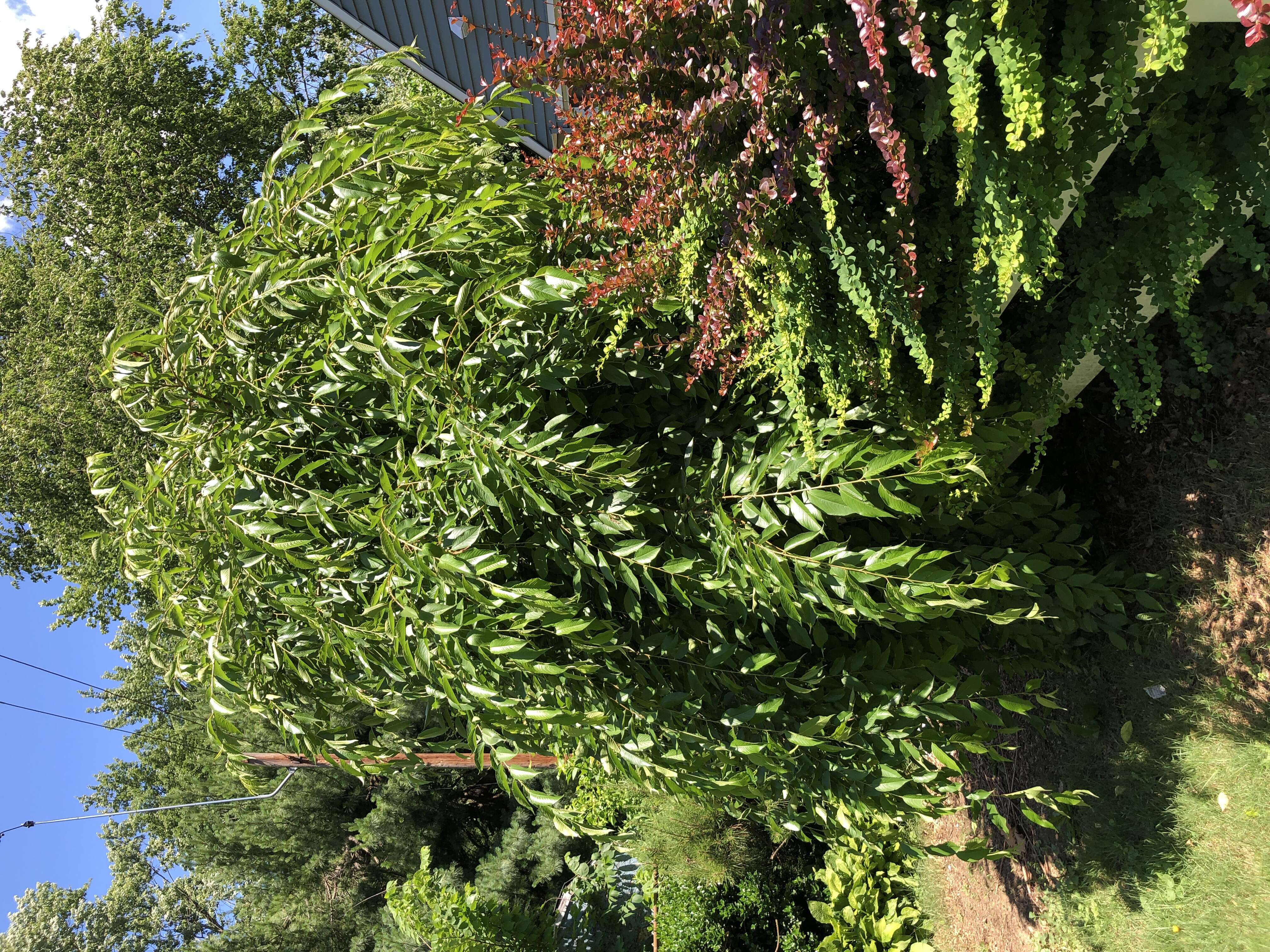 Plancia ëd Prunus subhirtella Miq.