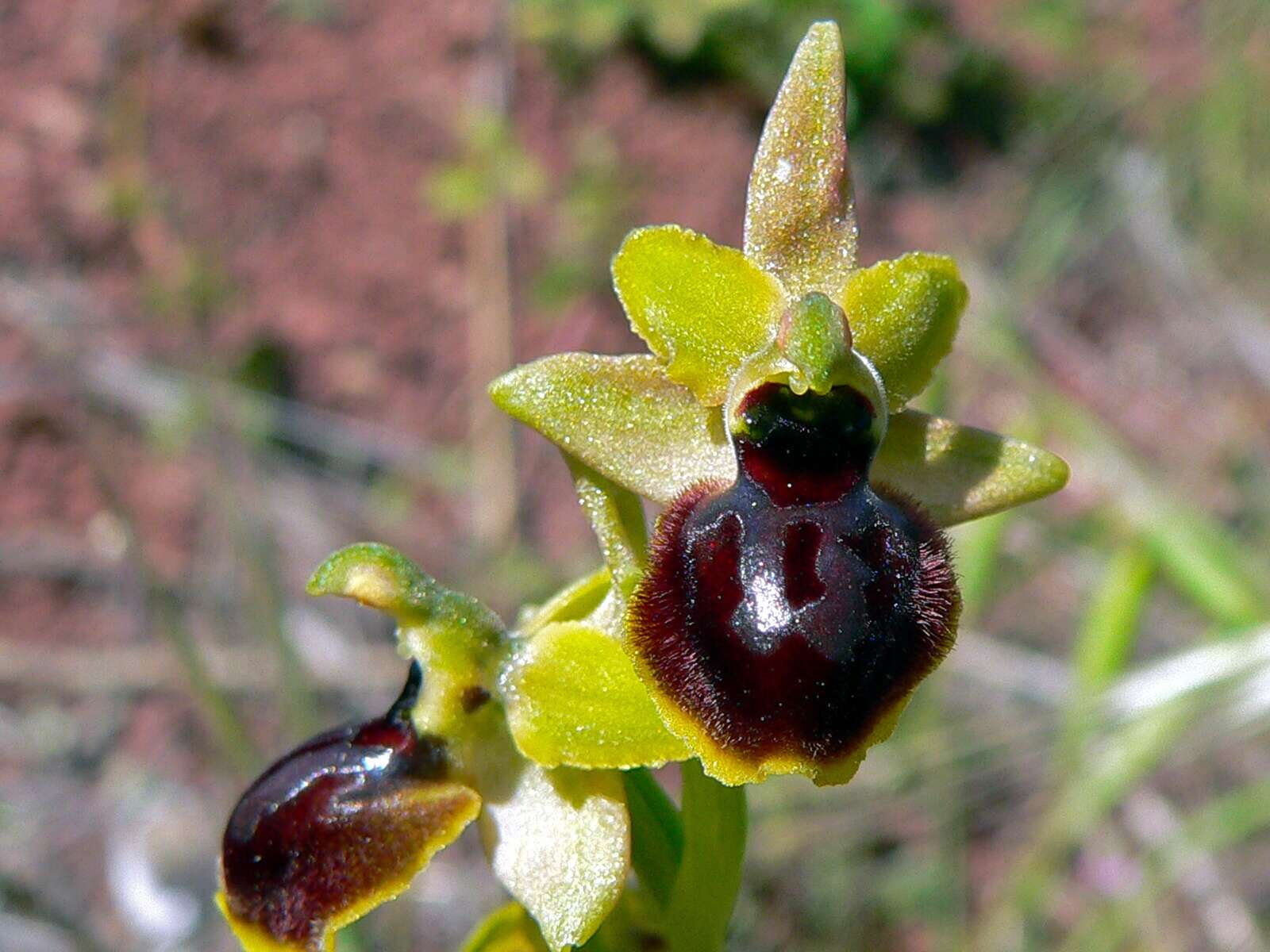 Image of Ophrys sphegodes subsp. passionis (Sennen) Sanz & Nuet