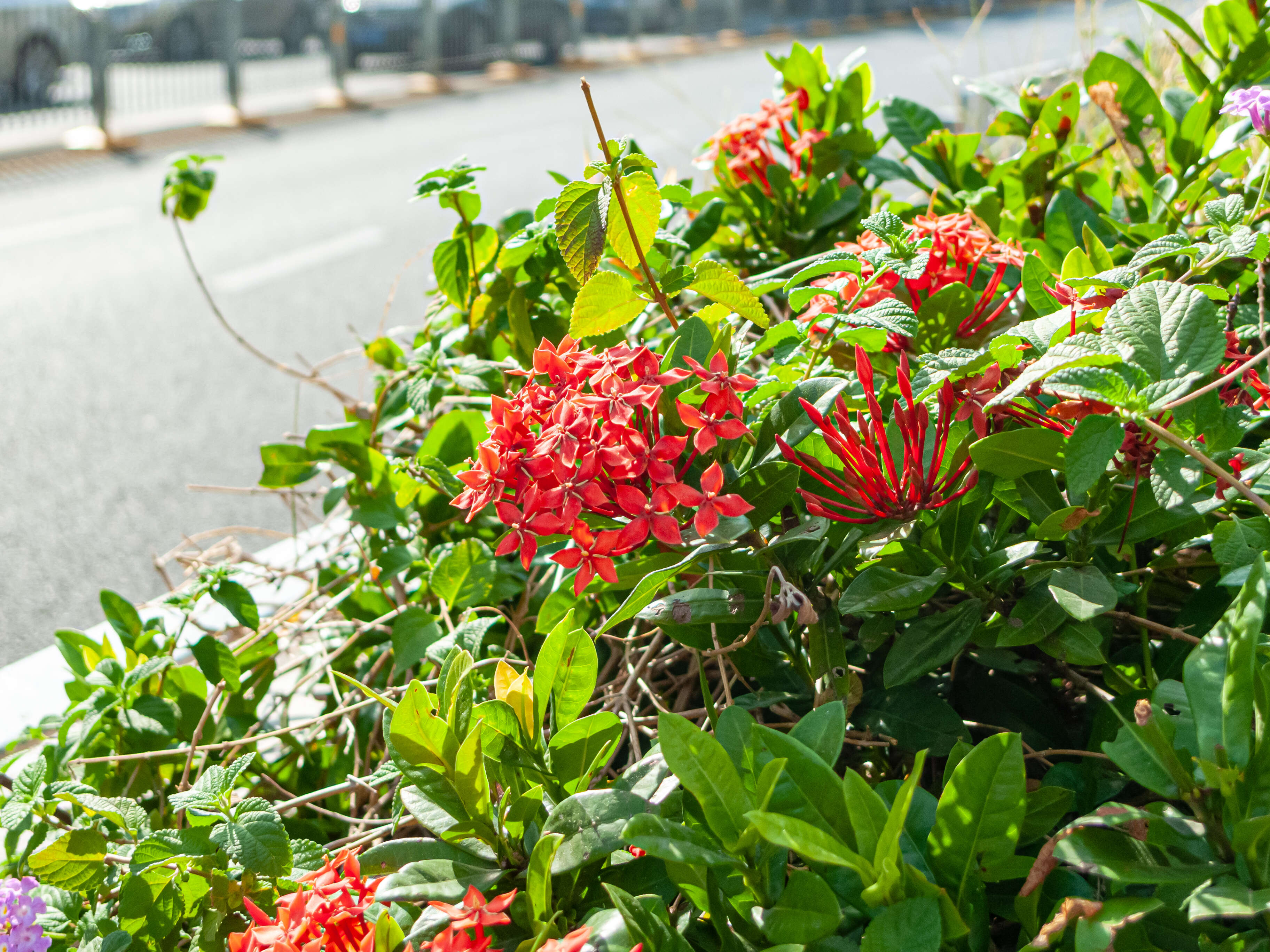 Image of Ixora chinensis Lam.