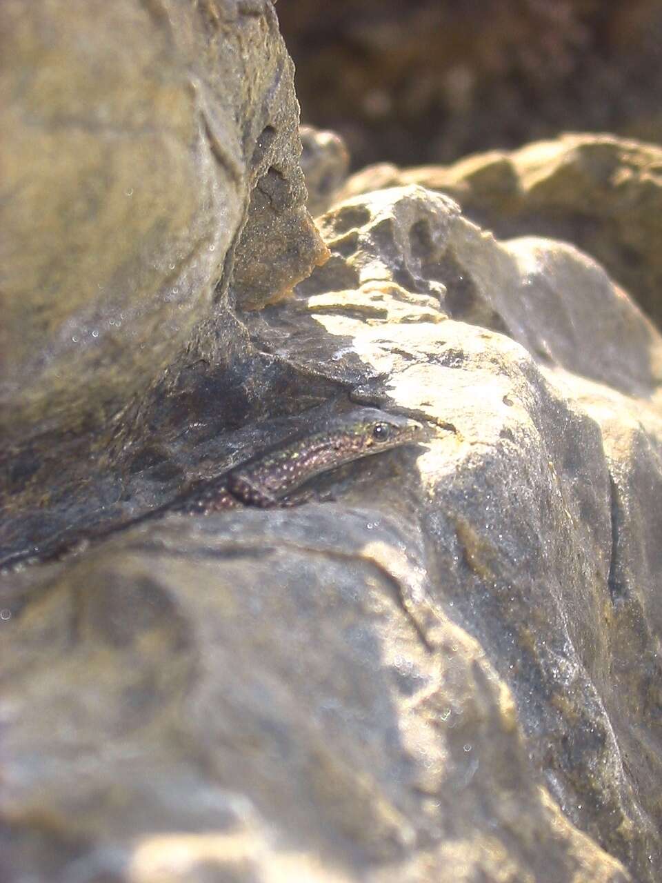 Image of Coastal snake-eyed skink