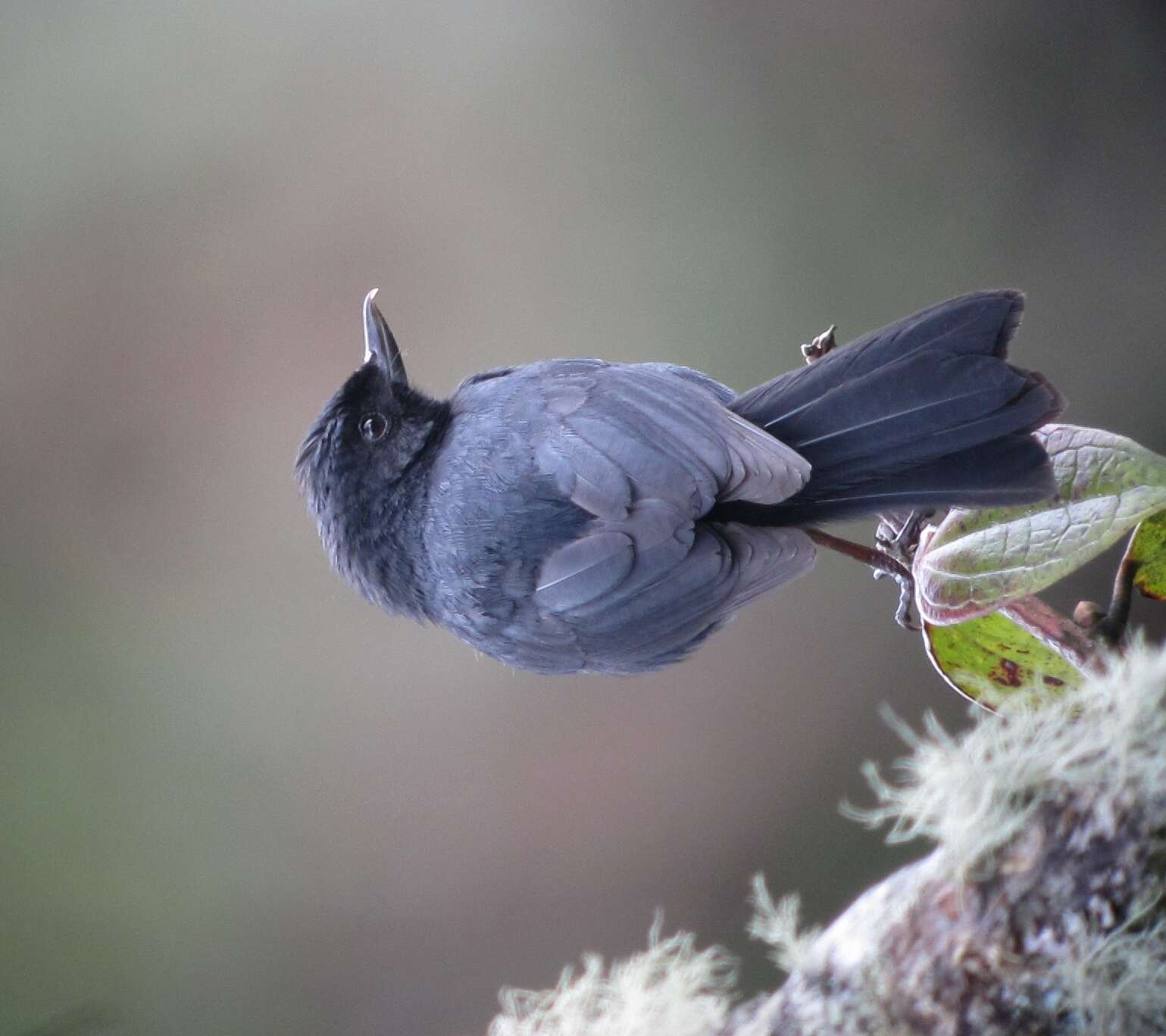 Image of Black Flower-piercer