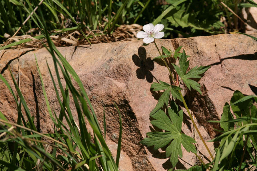 Image of Richardson's geranium