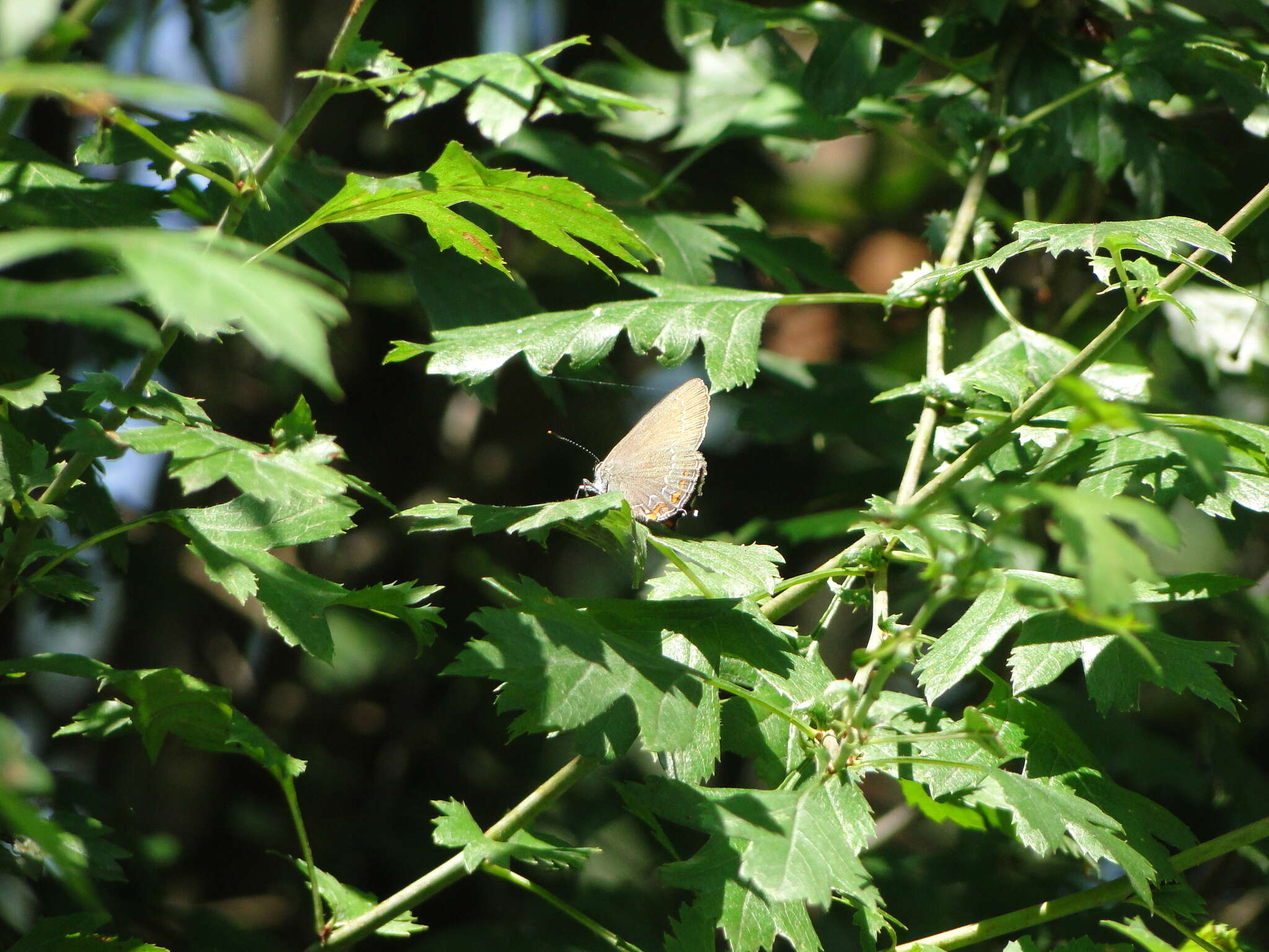 Image of Satyrium ilicis