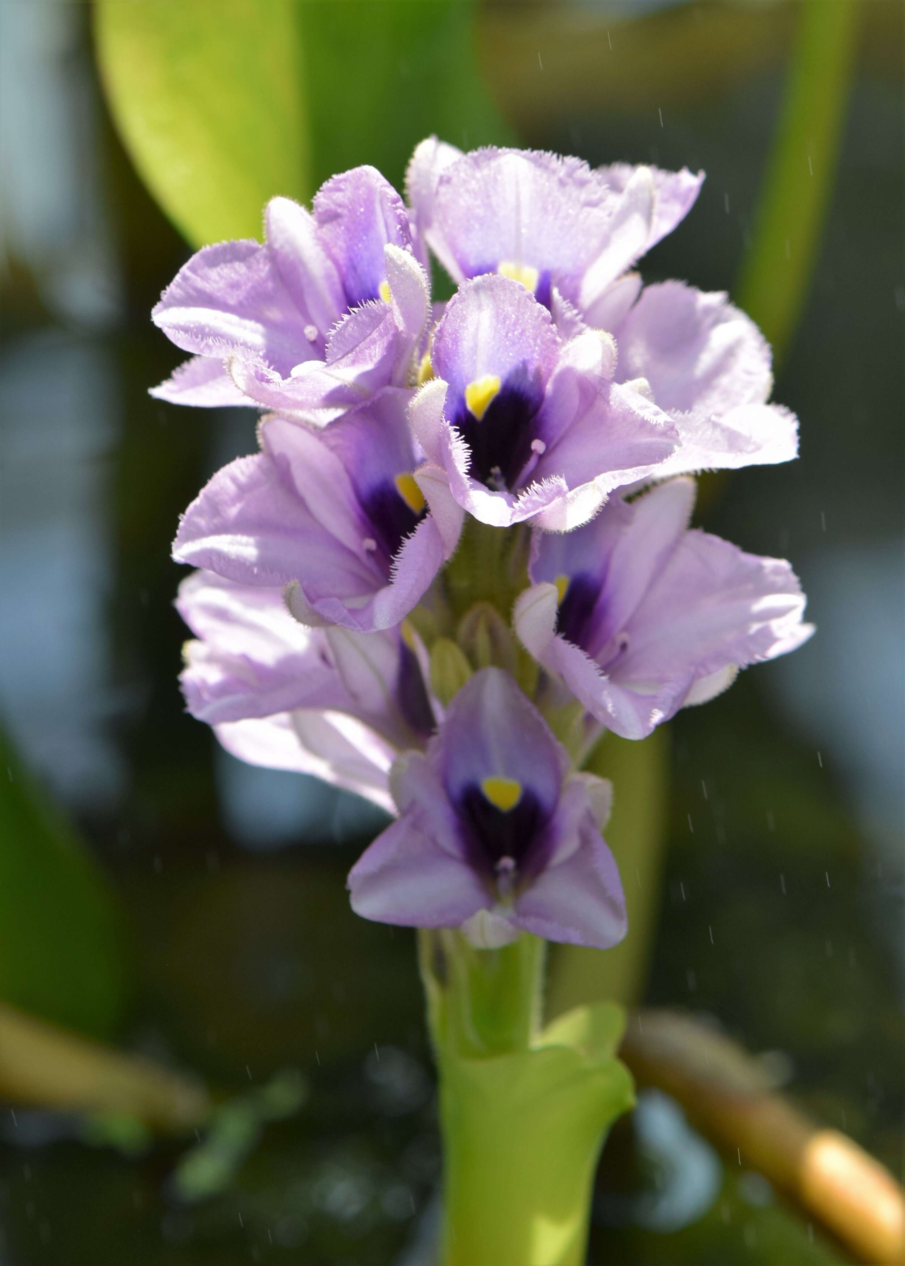 Image of anchored water hyacinth