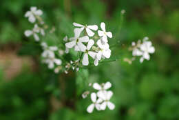 Imagem de Hesperis matronalis L.