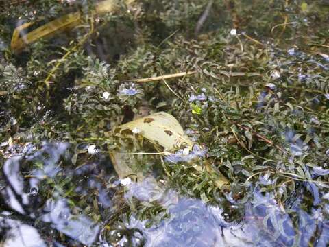 Image of western waterweed