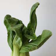 Image of pak choi