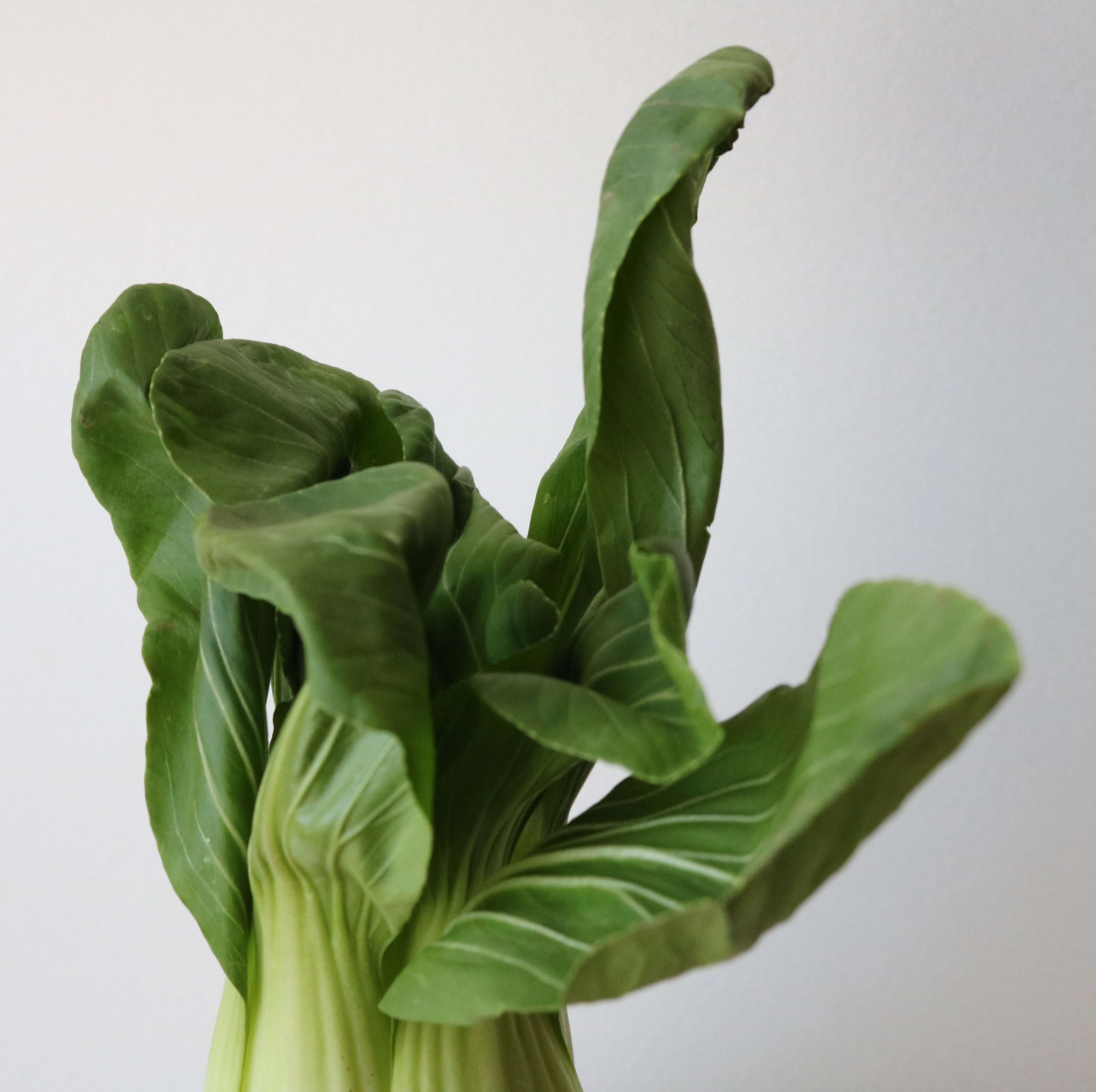 Image of pak choi