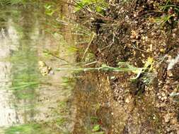 Image of Jersey cudweed