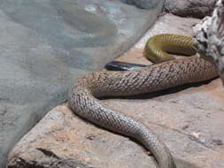 Image of inland taipan