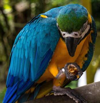 Image of Blue-and-yellow Macaw