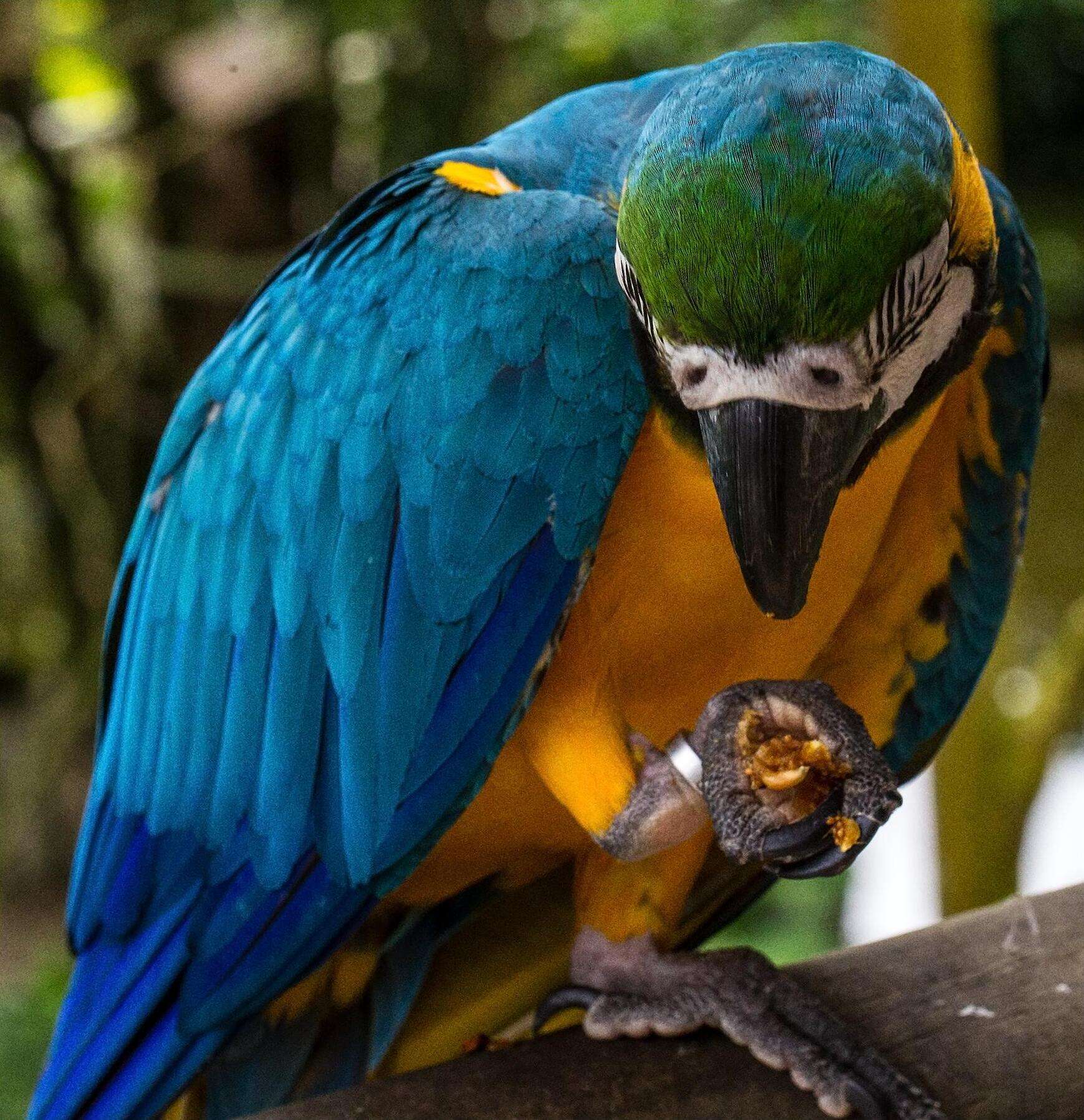 Image of Blue-and-yellow Macaw