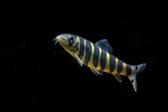 Image of Bengal loach