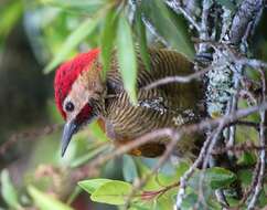 Image of Golden-olive Woodpecker